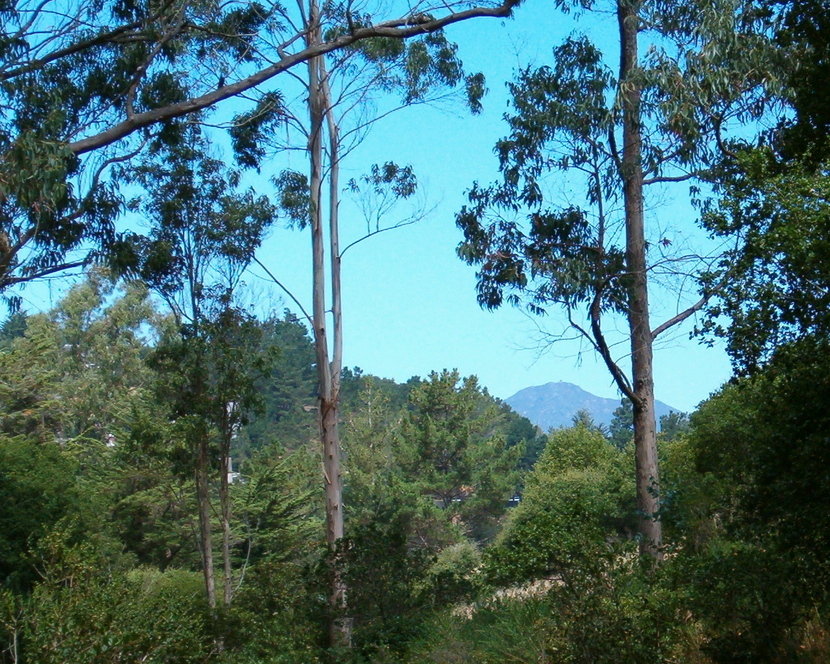 Tamalpais-Homestead Valley, CA: Mount Tamalpais in the background