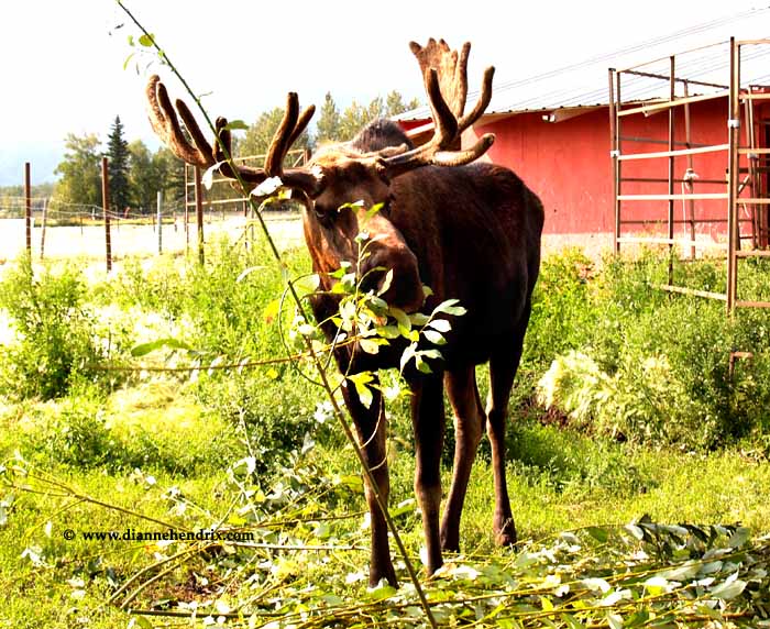 College, AK: moose