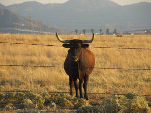 Cherry Valley, CA: A Happy Cherry Valley Cow