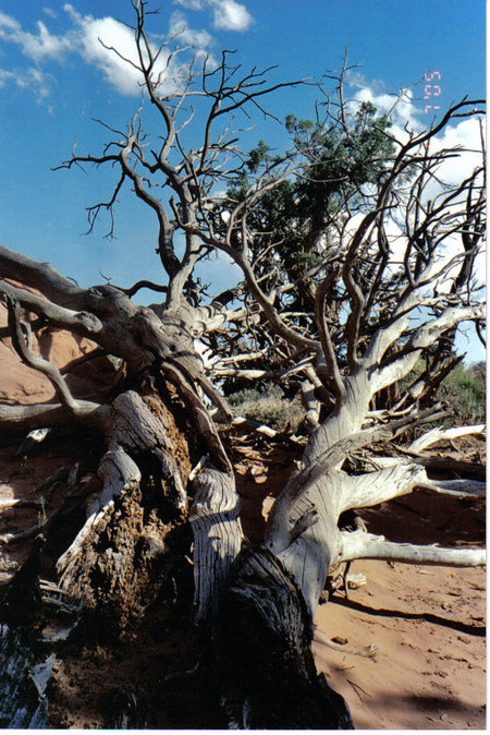 Moab, UT: Fallen tree in Arches Nat'l Park near Moab