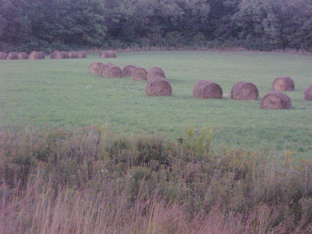 Roxbury, NY: Hay field near Burroughs