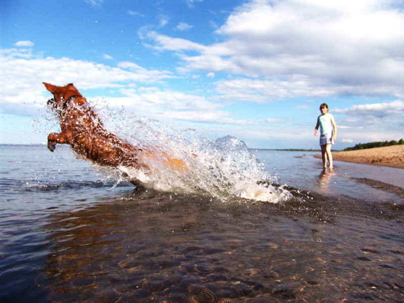 Duluth, MN: Dog jumping into Lake Superior at Park Point beach.
