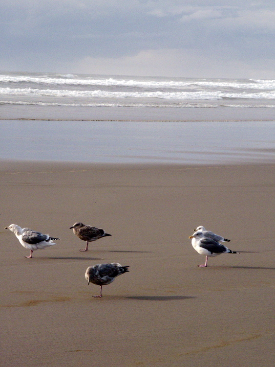 Long Beach, WA: Ocean and Seagulls at Long Beach, Washington