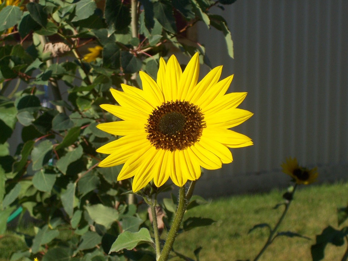 Kremmling, CO Flowers at Library photo, picture, image (Colorado) at