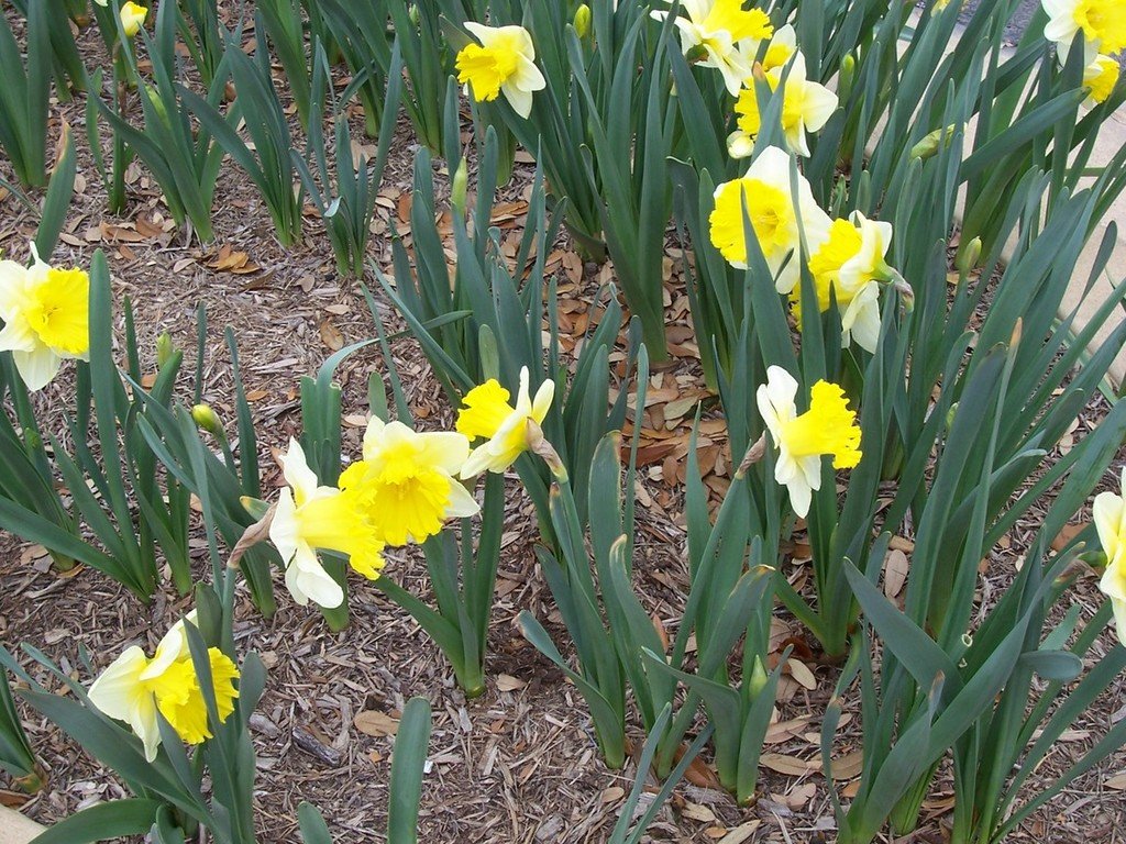 Round Rock, TX: Round Rock is the daffodil capitol of Texas