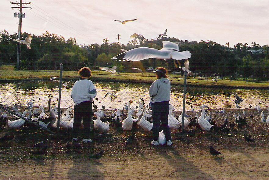 Bonita, CA: Feeding Birds - Bonita Golf Course
