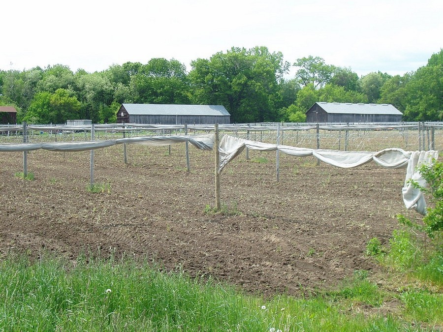 Windsor, CT: WINDSOR, CT - SHADE TOBACCO FARM