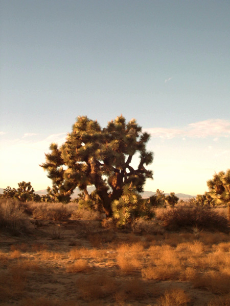 Lancaster, CA: Joshua Tree at Sunset - Lancaster, CA East Side