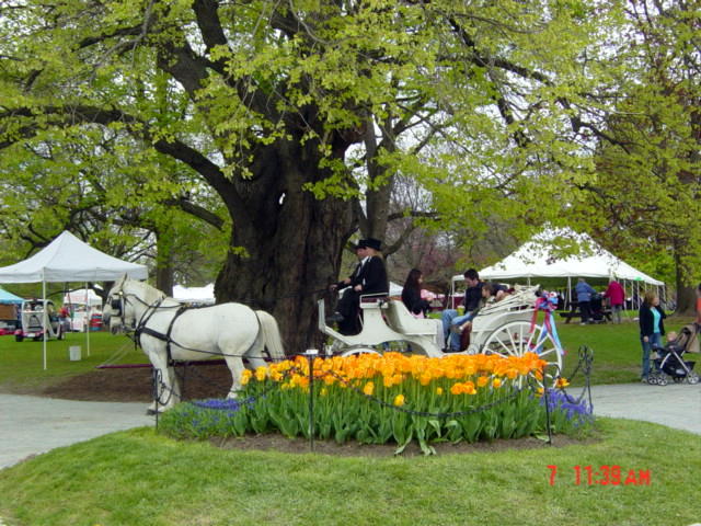 Albany, NY: Annual Tulip Festival Washington Park