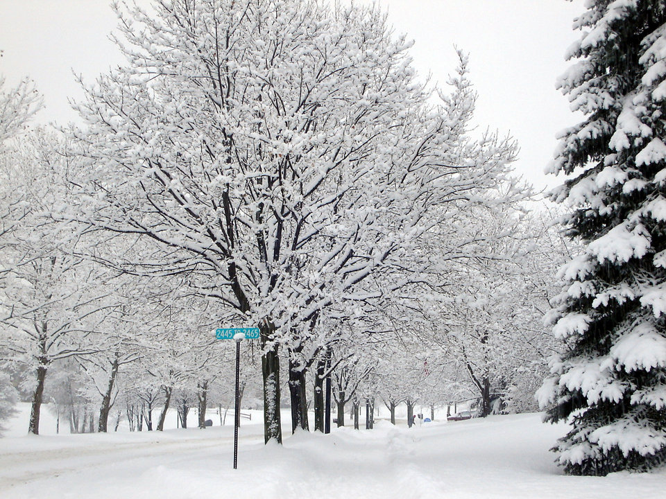 Ann Arbor, MI: A tree lined street in winter