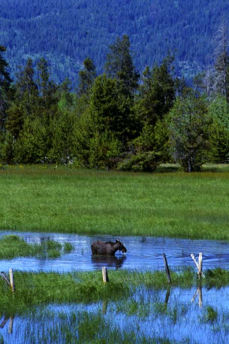 Cascade, ID: Moose at Warm Lake