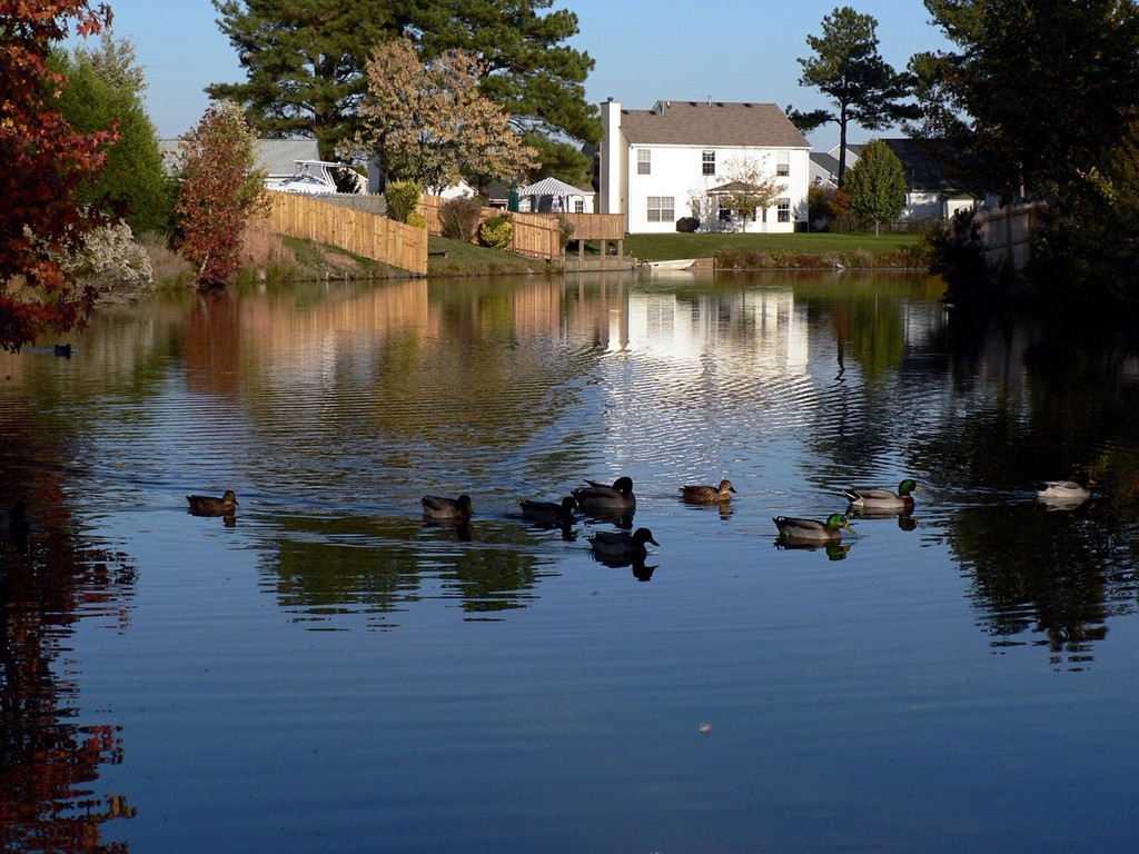 Virginia Beach, VA: Neighborhood duck pond, Glenwood, Virginia Beach