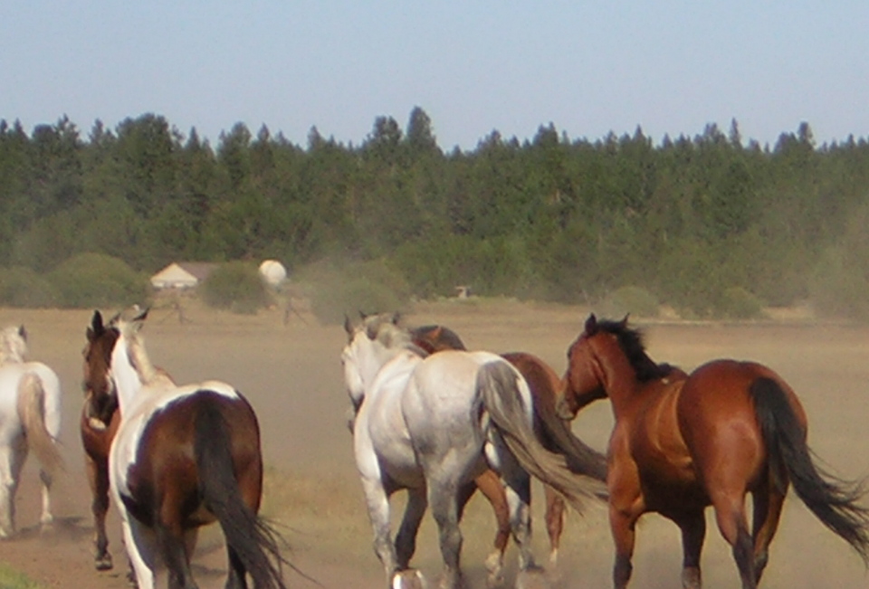 Bend, OR: Horses at the ranch