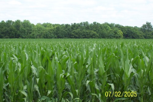 Lagro, IN: local corn fields