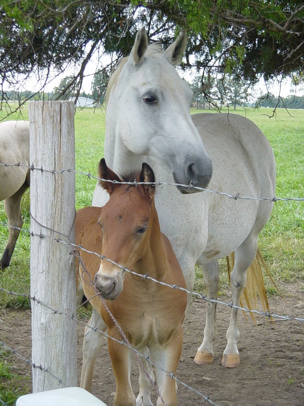 Fordland, MO: horse with baby colt west of town