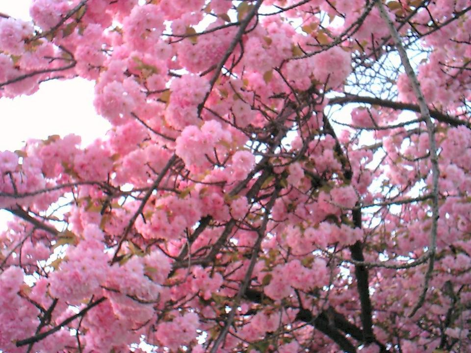 Belleville, NJ: Belleville cherry blossoms, up close