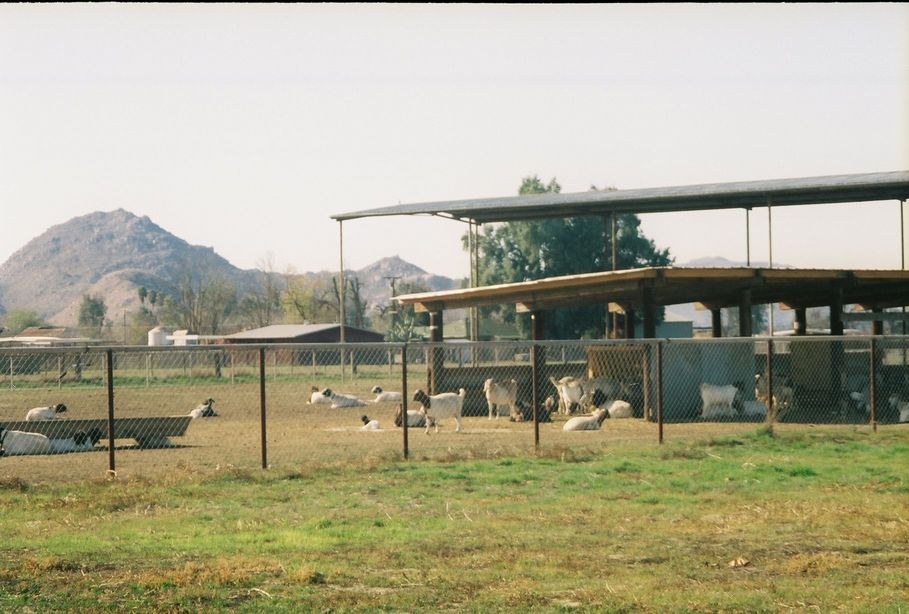 San Jacinto, CA: There's even goats in San Jacinto, CA. January 2006