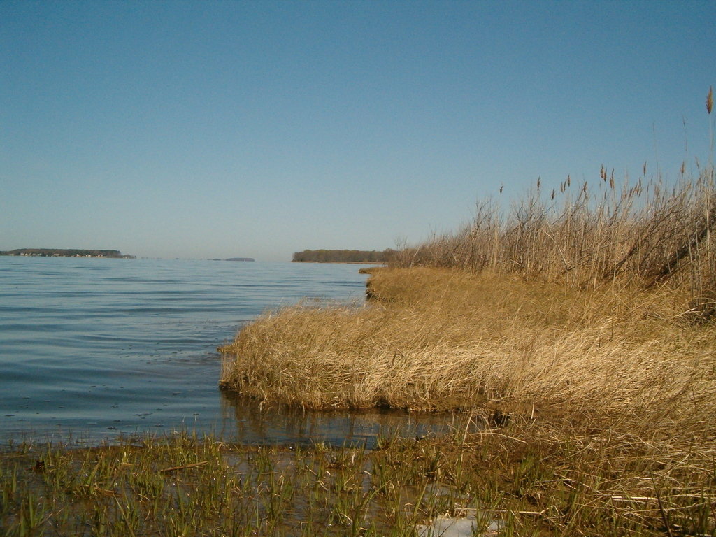 Easton, MD: the marsh