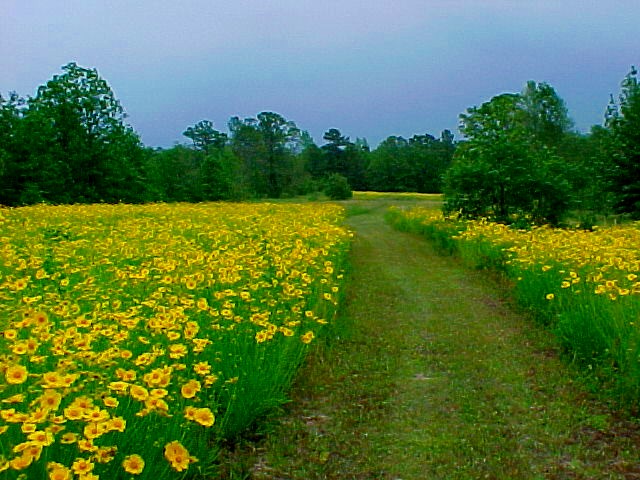 Tatum, TX: Our Back Field Flowing with Flowers in Tatum
