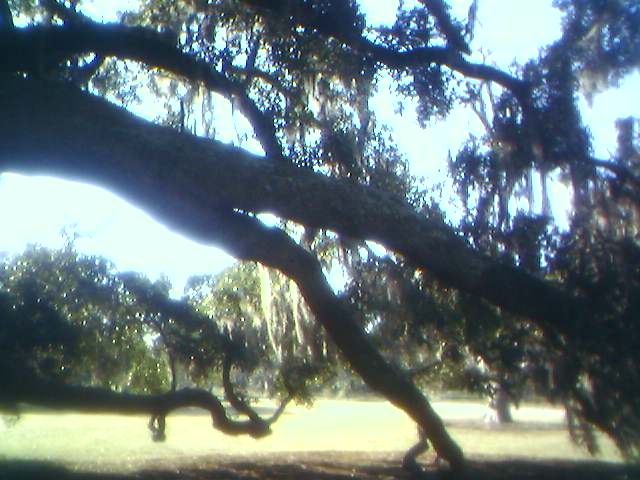 Goose Creek, SC: Broccoli Tree at Goose Creek