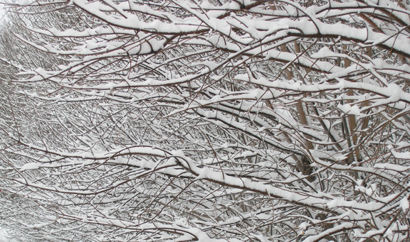 Fargo, ND: Snowy Branches