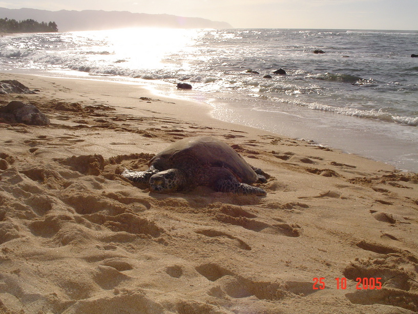 Honolulu, HI: turtle beach