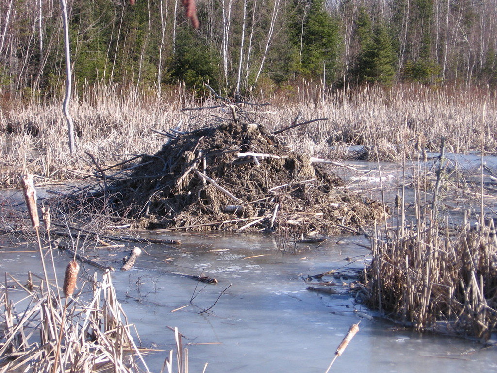 Greenbush, ME: A beaver lodge in a forest brook in Greenbush