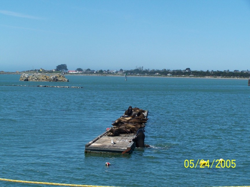 Crescent City, CA: SEALS WAITING