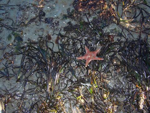 Metlakatla, AK: Starfish