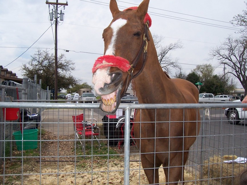 Round Rock, TX: A smiling horse! Really!