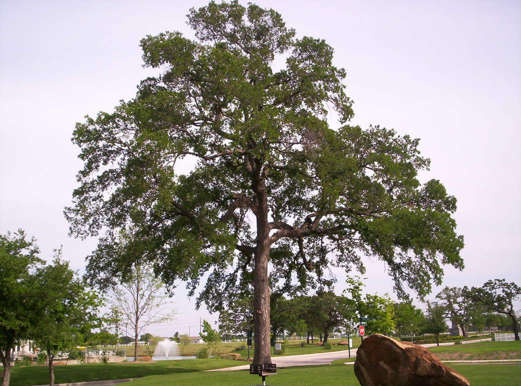 Aubrey, TX Providence Village Neighborhood 15 miles south of Aubrey