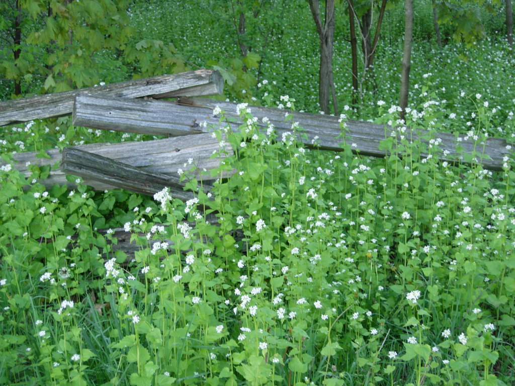 Whitefish Bay, WI: Garlic Mustard invading Buckley Park 05/17/2006