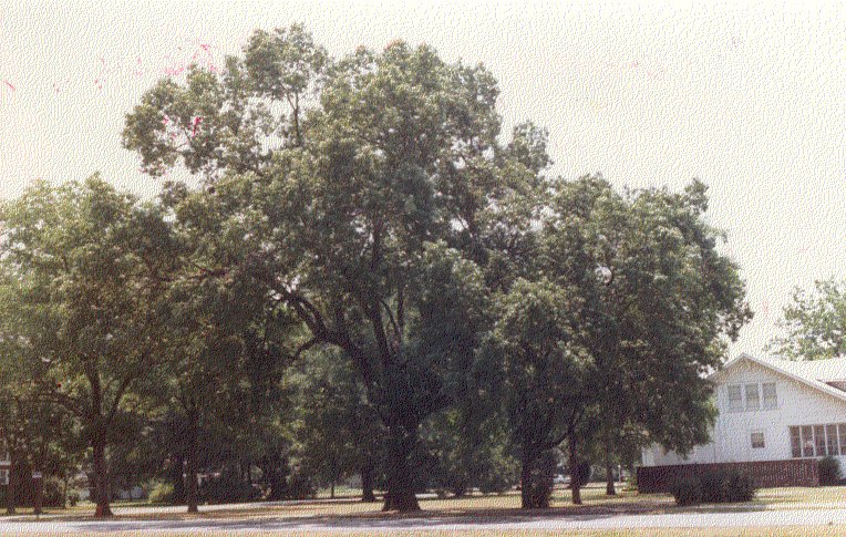 Lonoke, AR: Lonoke Oak (located at site of original-Lone Oak