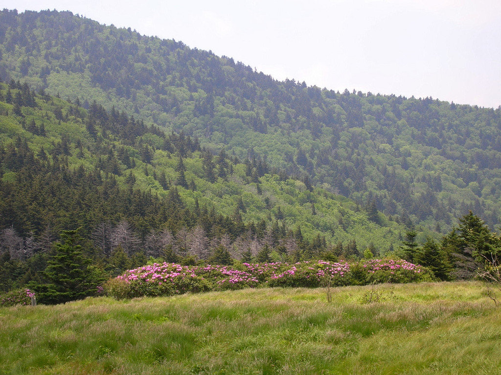 Roan Mountain, TN Roan Mountain Laurel photo, picture, image