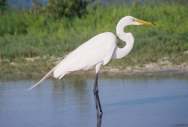St. Augustine, FL: bird in marsh 2
