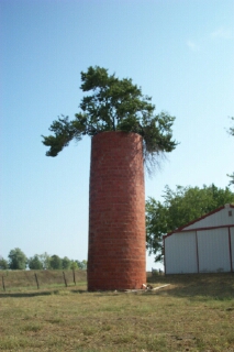 Knob Noster, MO: Knob Noster - Mulberry Tree Growing From Silo