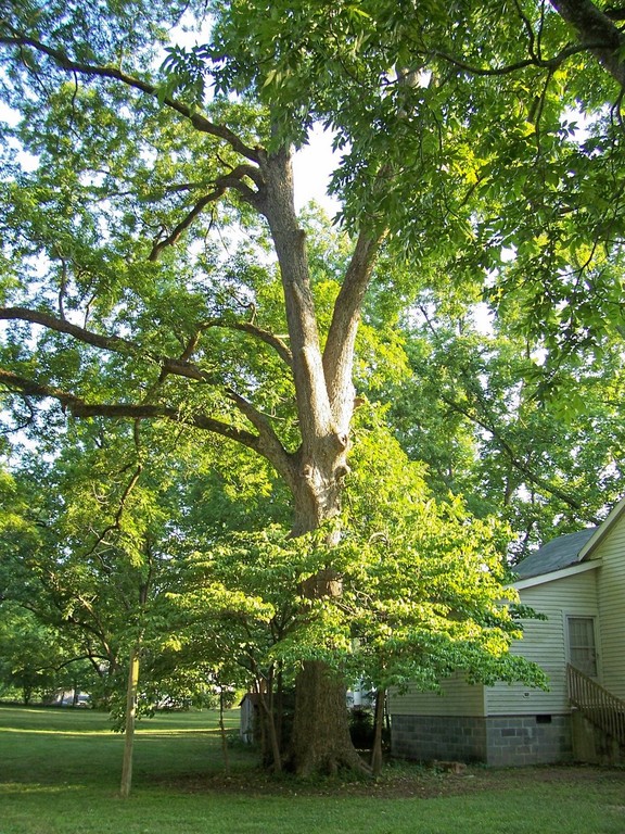 Milner, GA: Pecan Tree at Frances Kennedy's House - Main Street