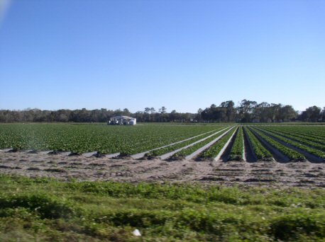 Plant City, FL: Strawberry fields