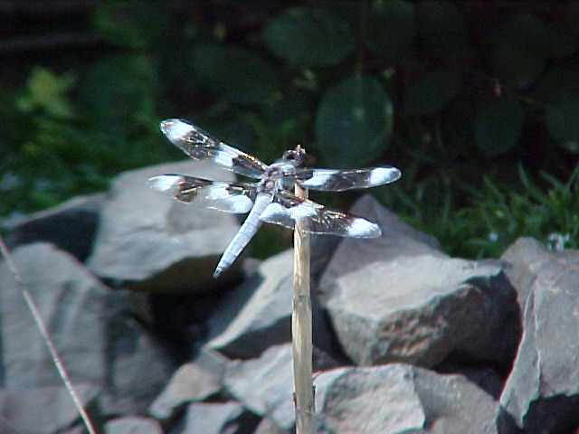 Lewiston, ID: Dragonfly
