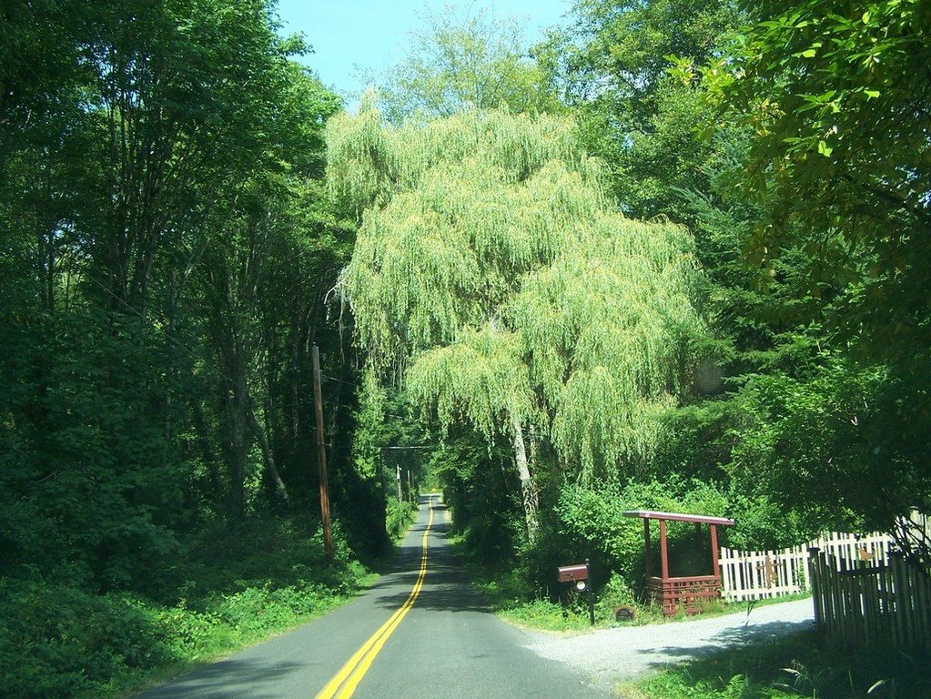 Bainbridge Island, WA: Shades of Green on Miller Road