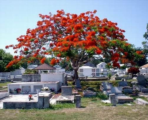 Key West, FL: Key West cemetery
