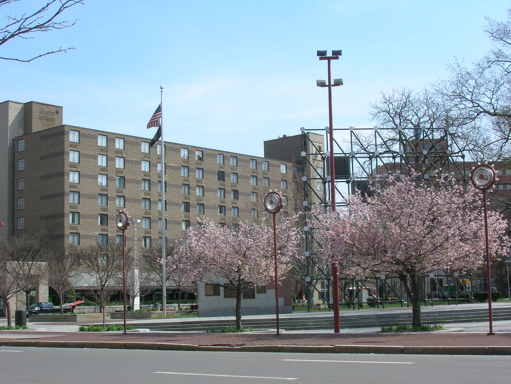 WilkesBarre, PA Cherry Blossom trees in bloom on the square photo