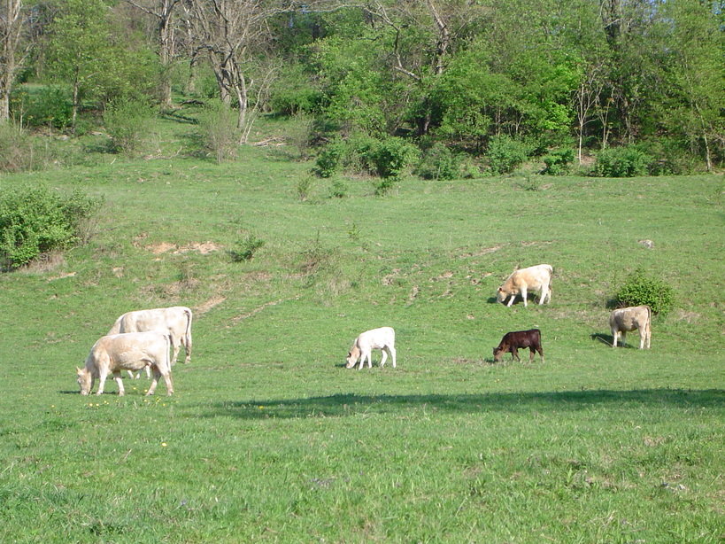Shinnston, WV: Cows grazing in a field