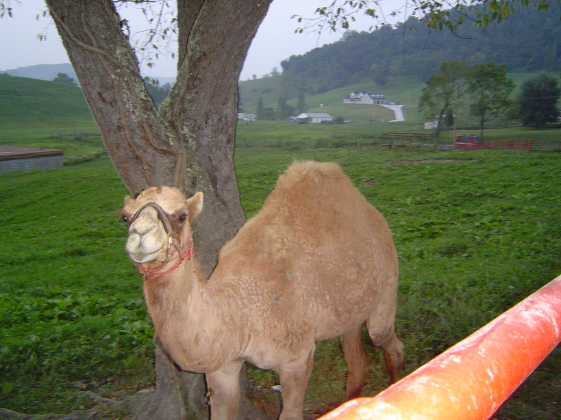 Shinnston, WV: The Friendly Little Camel