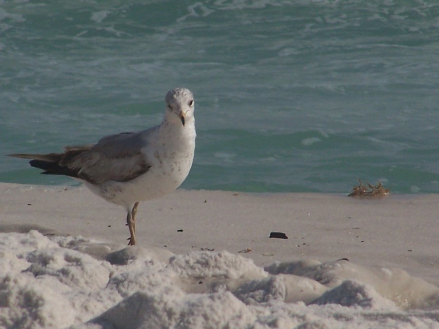 Destin, FL: Seagull in the Sand