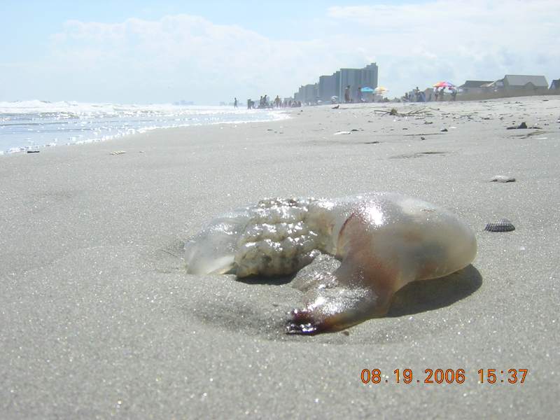 North Myrtle Beach, SC: Jellyfish in the sand