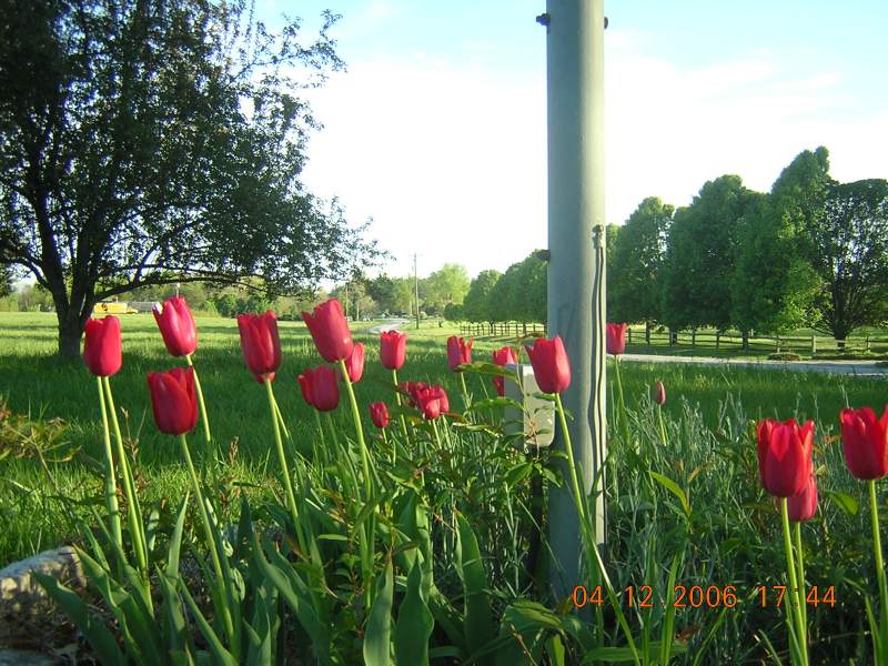 Gaffney, SC: Tulips Bloom Spring 2006. Down South Green River Road (I-85 x87) towards Thicketty