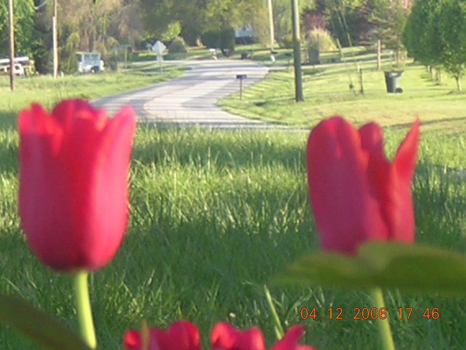 Gaffney, SC: Tulips Bloom Spring 2006. Down South Green River Road (I-85 x87) towards Thicketty