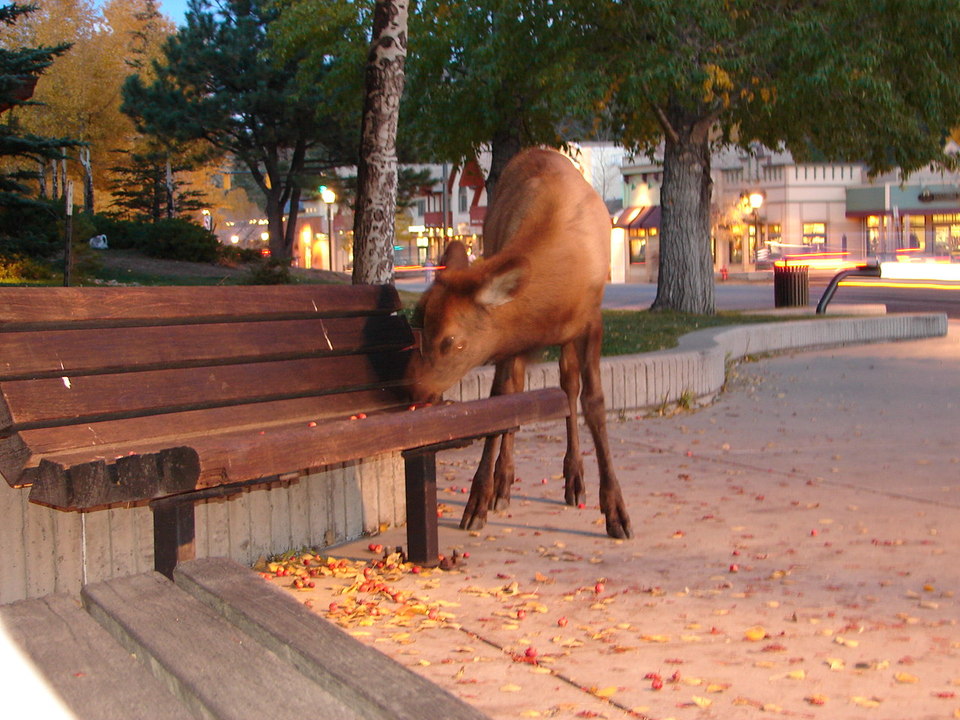 Estes Park, CO: elk near city hall