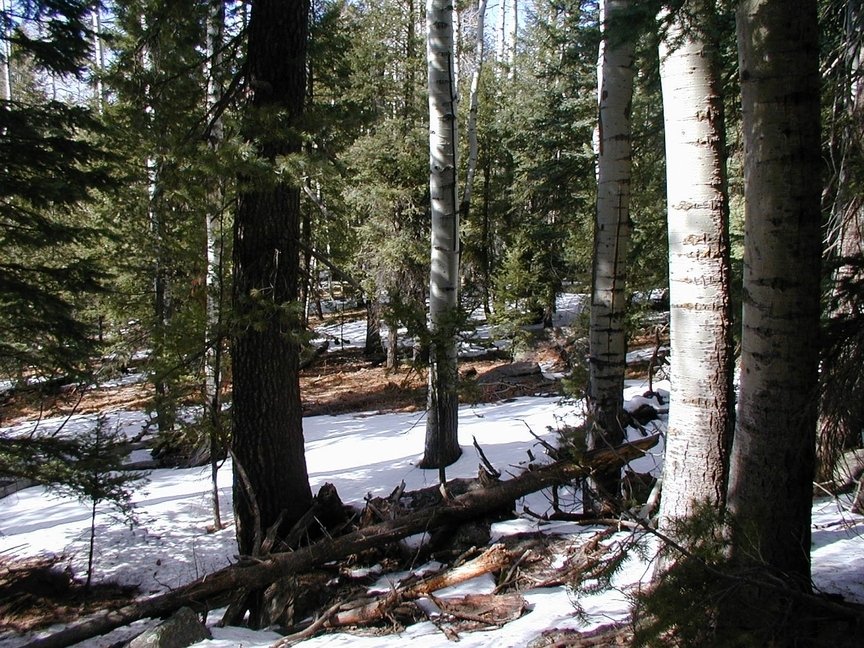 Flagstaff, AZ: Fir, spruce & Aspen dominant forest fringes the San Francisco Peaks 12 miles north of Flagstaff